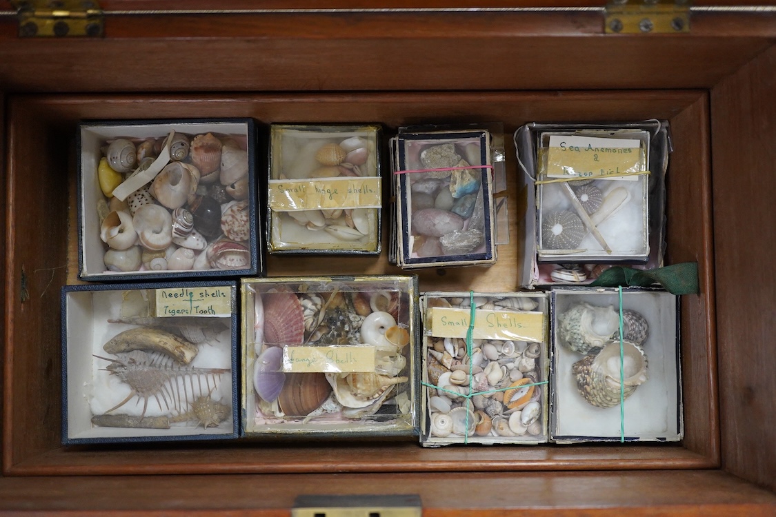 A 19th century mahogany box with three ‘lift-out’ trays, containing an old collection of sea shells and other marine invertebrates, dimensions of the box; 40.5cm wide, 23cm deep, 23cm high